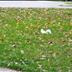 Albino Squirrels